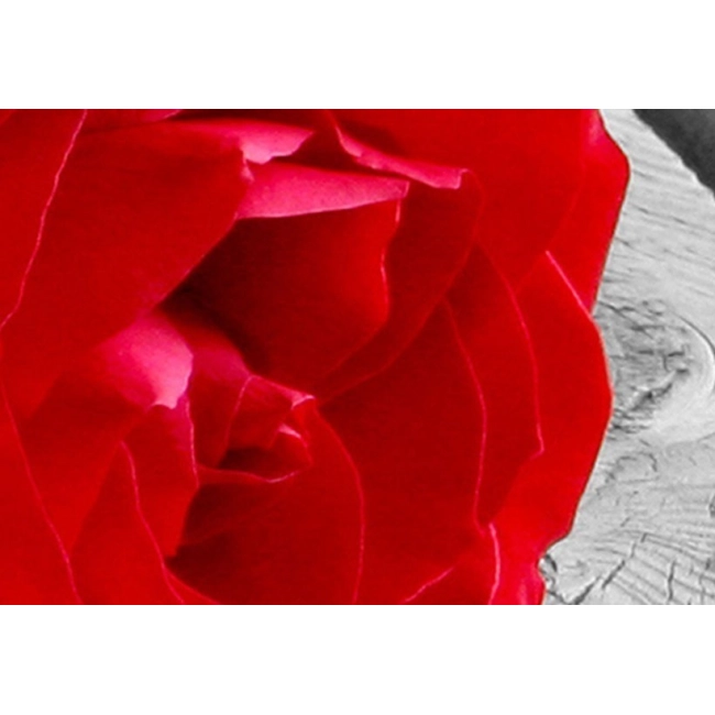 Obraz - Róża na drewnie OBRAZ NA PŁÓTNIE WŁOSKIM