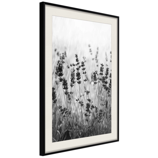 Plakat czarno biały łąka rośliny w ramie na ścianę flowers