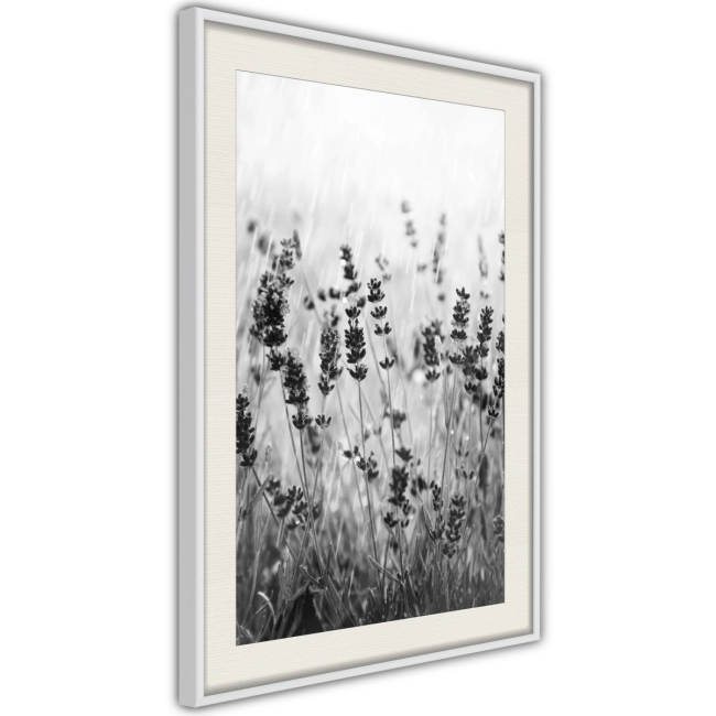 Plakat czarno biały łąka rośliny w ramie na ścianę flowers