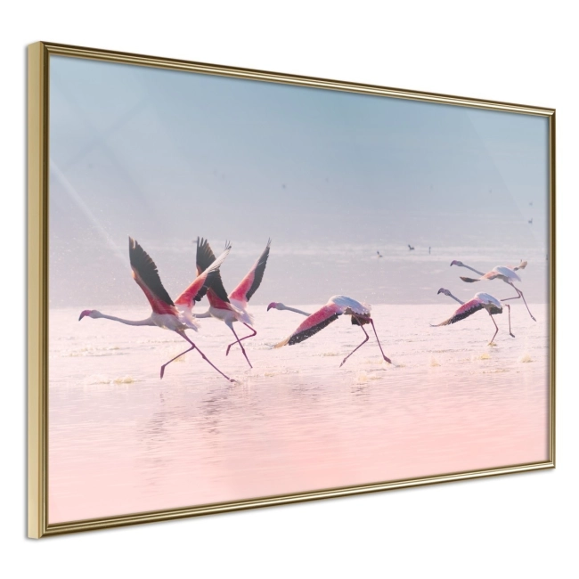Plakat - Flamingi zrywają się do lotu