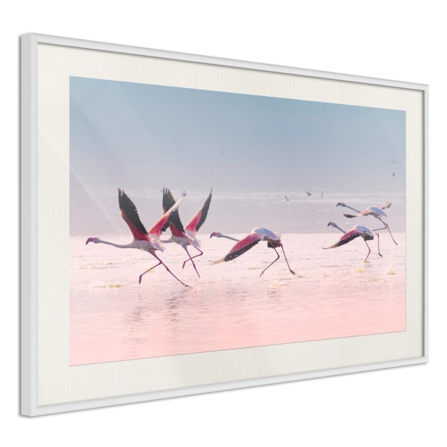 Plakat - Flamingi zrywają się do lotu