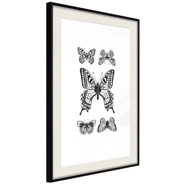 Plakat - Kolekcja motyli IV