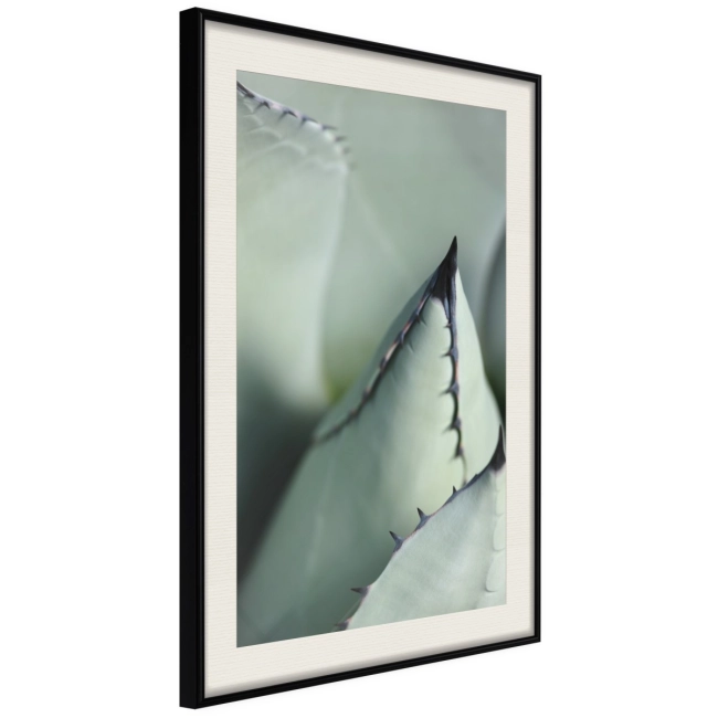 Plakat - Młody liść agawy