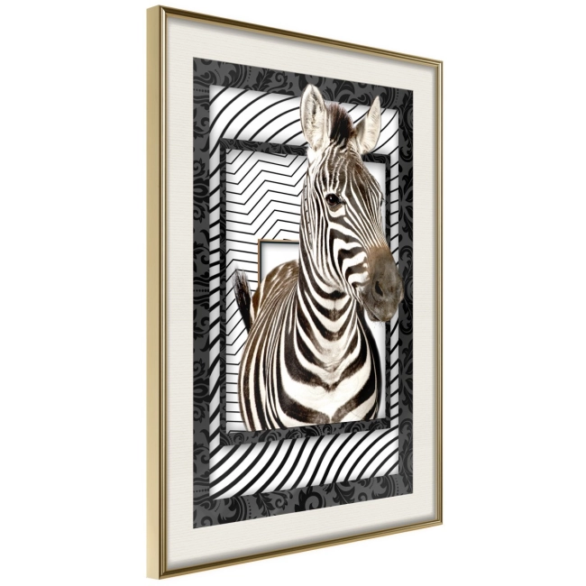 Plakat - Zebra w ramie