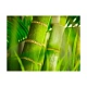 Fototapeta -Bambus zielony