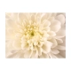 Fototapeta - Biała dalia