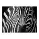 Fototapeta -zebra
