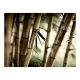 Fototapeta - Fog and bamboo forest