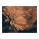 Fototapeta - Gerbera w brązach