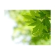 Fototapeta - liście (Shallow focus)