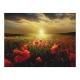 Fototapeta - Makowe pola - poranek