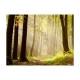 Fototapeta - Mysterious forest path