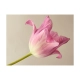 Fototapeta - Pink tulip