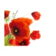 Fototapeta - Poppies on the wihite background