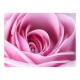Fototapeta - Różowa róża