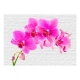 Fototapeta - Różowe pobudzenie
