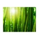 Fototapeta - Słońce i bambus