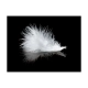 Fototapeta - White feather