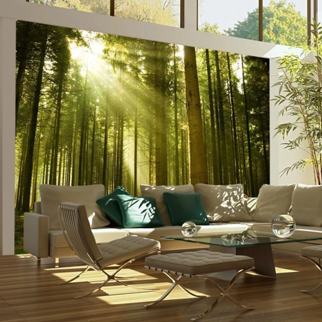 Fototapeta las słońce promienie las sosnowy